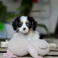 Charles, a male Cavalier King Charles Spaniel for sale in Fredericksburg, OH – Photo 5 of 7