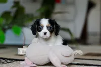 Charles, a male Cavalier King Charles Spaniel for sale in Fredericksburg, OH – Photo 5 of 7