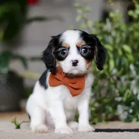 Charles, a male Cavalier King Charles Spaniel for sale in Fredericksburg, OH – Photo 1 of 7