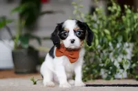 Charles, a male Cavalier King Charles Spaniel for sale in Fredericksburg, OH – Photo 1 of 7