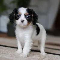Charles, a male Cavalier King Charles Spaniel for sale in Fredericksburg, OH – Photo 4 of 7