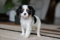 Charles, a male Cavalier King Charles Spaniel for sale in Fredericksburg, OH – Photo 4 of 7