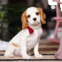 Weston, a male Cavalier King Charles Spaniel for sale in Fredericksburg, OH – Photo 5 of 5