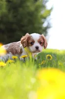 Poppy, a male Cavalier King Charles Spaniel for sale in Fredericksburg, OH – Photo 7 of 8