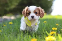 Poppy, a male Cavalier King Charles Spaniel for sale in Fredericksburg, OH – Photo 6 of 8