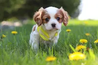 Poppy, a male Cavalier King Charles Spaniel for sale in Fredericksburg, OH – Photo 2 of 8