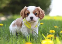 Poppy, a male Cavalier King Charles Spaniel for sale in Fredericksburg, OH – Photo 8 of 8