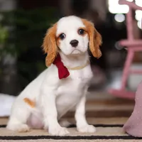 Weston, a male Cavalier King Charles Spaniel for sale in Fredericksburg, OH – Photo 2 of 5