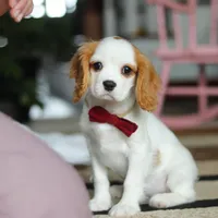 Weston, a male Cavalier King Charles Spaniel for sale in Fredericksburg, OH – Photo 3 of 5