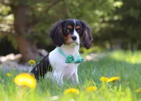 Ike, a male Cavalier King Charles Spaniel for sale in Fredericksburg, OH – Photo 6 of 6