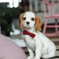 Weston, a male Cavalier King Charles Spaniel for sale in Fredericksburg, OH – Photo 4 of 5