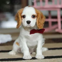 Weston, a male Cavalier King Charles Spaniel for sale in Fredericksburg, OH – Photo 1 of 5