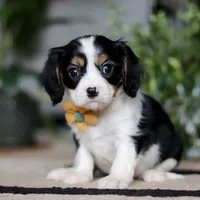 Teddy, a male Cavalier King Charles Spaniel for sale in Fredericksburg, OH – Photo 2 of 6