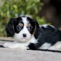 Teddy, a male Cavalier King Charles Spaniel for sale in Fredericksburg, OH – Photo 5 of 6