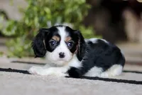 processed/f8775fdc-00a2-4ef1-b324-b5fe0e85b805/listing/692ced89-490e-46cc-9247-056c198f244a/2e7c58da-e1f4-4a94-a2f6-895674d4bad7