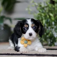 Teddy, a male Cavalier King Charles Spaniel for sale in Fredericksburg, OH – Photo 4 of 6