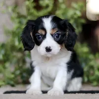 Teddy, a male Cavalier King Charles Spaniel for sale in Fredericksburg, OH – Photo 6 of 6