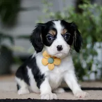 Teddy, a male Cavalier King Charles Spaniel for sale in Fredericksburg, OH – Photo 3 of 6