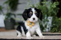 processed/f8775fdc-00a2-4ef1-b324-b5fe0e85b805/listing/692ced89-490e-46cc-9247-056c198f244a/d24d19be-9095-4f6e-b7fa-149ec244aca1