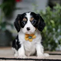 Teddy, a male Cavalier King Charles Spaniel for sale in Fredericksburg, OH – Photo 1 of 6