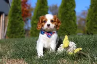 Paris, a female Cavalier King Charles Spaniel for sale in Fredericksburg, OH – Photo 1 of 6