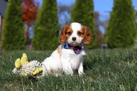 Paris, a female Cavalier King Charles Spaniel for sale in Fredericksburg, OH – Photo 5 of 6