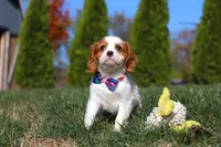 Paris, a female Cavalier King Charles Spaniel for sale in Fredericksburg, OH – Photo 2 of 6