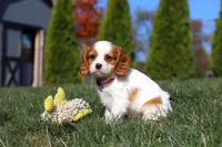 Paris, a female Cavalier King Charles Spaniel for sale in Fredericksburg, OH – Photo 3 of 6