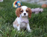 Mindy, a female Cavalier King Charles Spaniel for sale in Fredericksburg, OH – Photo 2 of 5