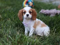 Mindy, a female Cavalier King Charles Spaniel for sale in Fredericksburg, OH – Photo 4 of 5