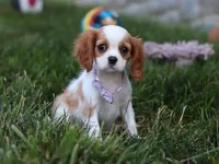 Mindy, a female Cavalier King Charles Spaniel for sale in Fredericksburg, OH – Photo 1 of 5