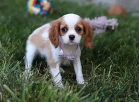 Mindy, a female Cavalier King Charles Spaniel for sale in Fredericksburg, OH – Photo 5 of 5