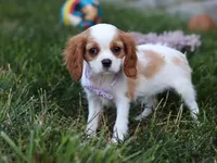 Mindy, a female Cavalier King Charles Spaniel for sale in Fredericksburg, OH – Photo 3 of 5