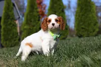Winston, a male Cavalier King Charles Spaniel for sale in Fredericksburg, OH – Photo 3 of 9