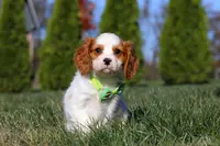 Winston, a male Cavalier King Charles Spaniel for sale in Fredericksburg, OH – Photo 5 of 9