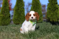 Winston, a male Cavalier King Charles Spaniel for sale in Fredericksburg, OH – Photo 4 of 9