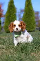 Winston, a male Cavalier King Charles Spaniel for sale in Fredericksburg, OH – Photo 9 of 9