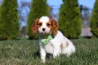 Winston, a male Cavalier King Charles Spaniel for sale in Fredericksburg, OH – Photo 1 of 9
