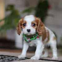 Blaze, a male Cavalier King Charles Spaniel for sale in Fredericksburg, OH – Photo 5 of 5