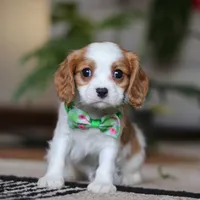 Blaze, a male Cavalier King Charles Spaniel for sale in Fredericksburg, OH – Photo 1 of 5