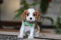 Blaze, a male Cavalier King Charles Spaniel for sale in Fredericksburg, OH – Photo 1 of 5