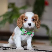 Blaze, a male Cavalier King Charles Spaniel for sale in Fredericksburg, OH – Photo 3 of 5