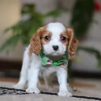 Blaze, a male Cavalier King Charles Spaniel for sale in Fredericksburg, OH – Photo 4 of 5