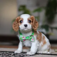 Blaze, a male Cavalier King Charles Spaniel for sale in Fredericksburg, OH – Photo 2 of 5