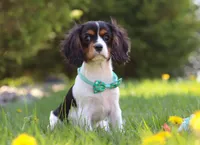 Ike, a male Cavalier King Charles Spaniel for sale in Fredericksburg, OH – Photo 1 of 6