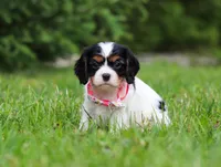 Rosie, a female Cavalier King Charles Spaniel for sale in Fredericksburg, OH – Photo 3 of 5