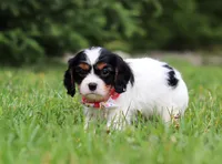 Rosie, a female Cavalier King Charles Spaniel for sale in Fredericksburg, OH – Photo 4 of 5