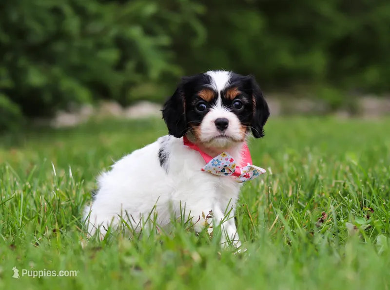 Rosie, a female Cavalier King Charles Spaniel for sale in Fredericksburg, OH – Photo 1 of 5