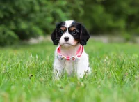 Rosie, a female Cavalier King Charles Spaniel for sale in Fredericksburg, OH – Photo 2 of 5