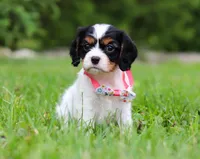 Rosie, a female Cavalier King Charles Spaniel for sale in Fredericksburg, OH – Photo 5 of 5